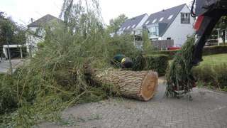 bomen snoeien op straat